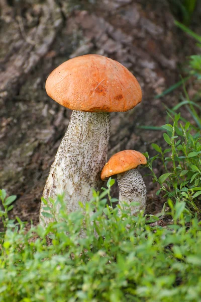 Mushroom orange-cap boletus — Stock Photo, Image