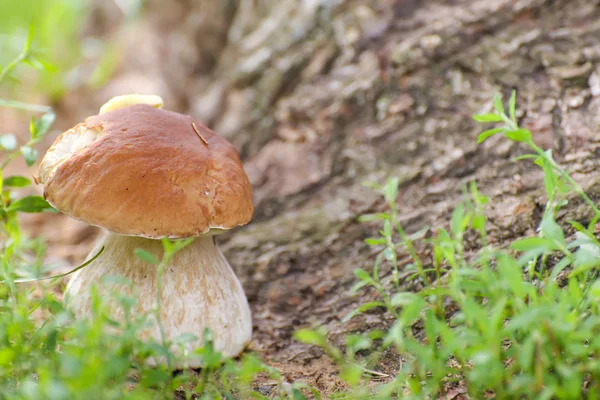 Boletus edulis Mushroom porcini on grass in forest. — Stock Photo, Image