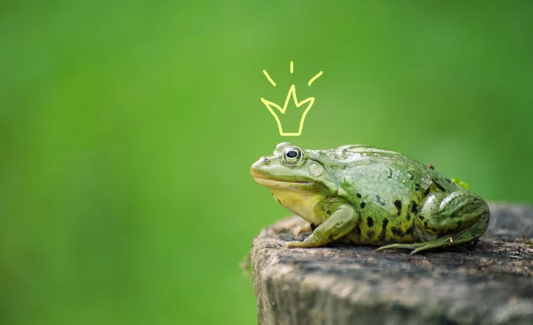 Cute frog princess or prince. Toad painted crown, shooting outdoor — Stock Photo, Image