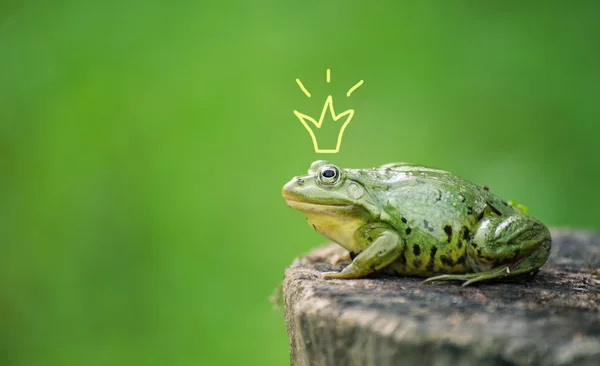 Princesa sapo bonito ou príncipe. Sapo pintado coroa, atirando ao ar livre — Fotografia de Stock