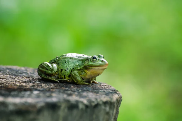 Zelená žába sedící na pařez, prázdné pozadí pro text — Stock fotografie