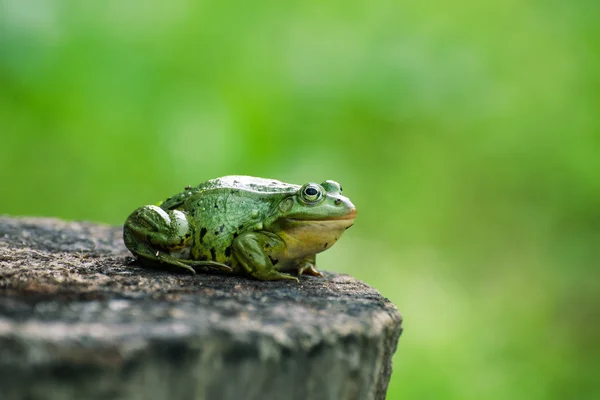 Sapo verde sentado no toco, fundo em branco para o texto — Fotografia de Stock