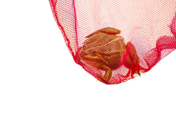 Green frog caught in a net, captured. Isolated white background. — Stock Photo, Image
