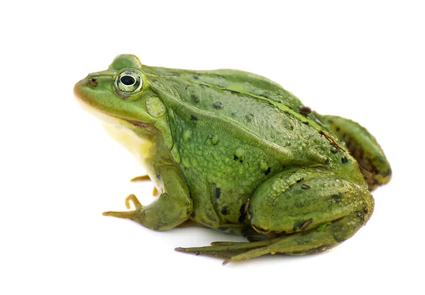 Rana esculenta. Verde, europeo o agua, rana sobre fondo blanco . — Foto de Stock