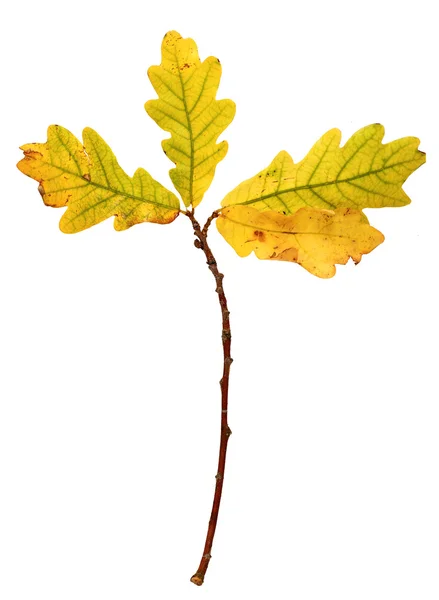 Branche avec feuilles de chêne jaune d'automne isolées sur fond blanc — Photo