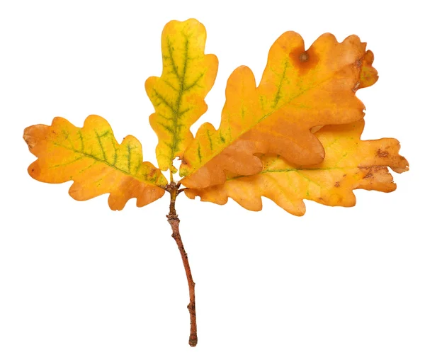 Branche avec feuilles de chêne jaune d'automne isolées sur fond blanc — Photo