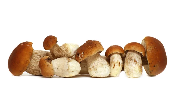 Selección de setas silvestres forrajeadas aisladas sobre fondo blanco, con sombra. Boletus Edulis setas — Foto de Stock