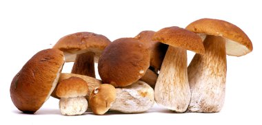 Vahşi Akdeniz mantar seçimi ile gölge beyaz arka plan üzerinde izole. Boletus mantarı mantar