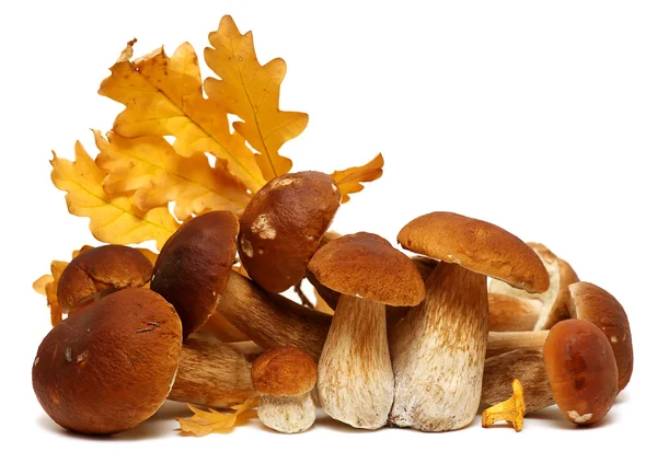 Wild Foraged Mushroom selection isolated on white background, with shadow. Boletus Edulis mushrooms — Stock Photo, Image