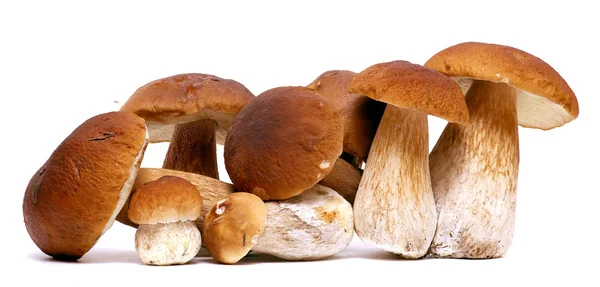 Selvagem Seleção de cogumelos forrageiros isolados em fundo branco, com sombra. Cogumelos Boletus Edulis — Fotografia de Stock