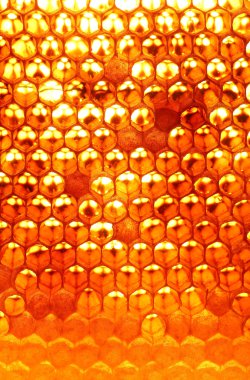 Bal arı kovanı, peteğin içinde yapım bitmemiş