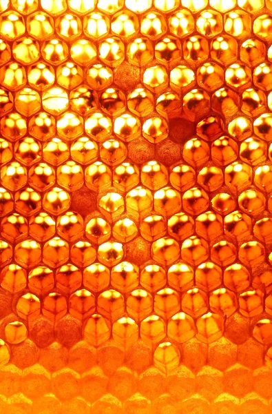 Bal arı kovanı, peteğin içinde yapım bitmemiş