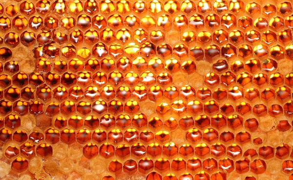 Κυψέλη μέλι, ημιτελής κάνοντας στις κηρήθρες — Φωτογραφία Αρχείου