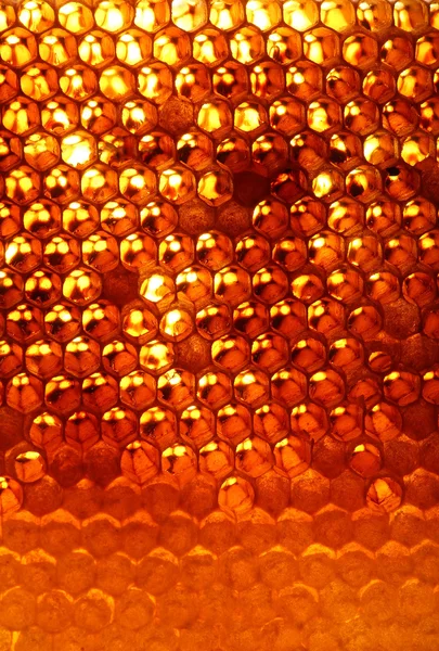 Honigbienenstock, unvollendete Herstellung in Waben — Stockfoto