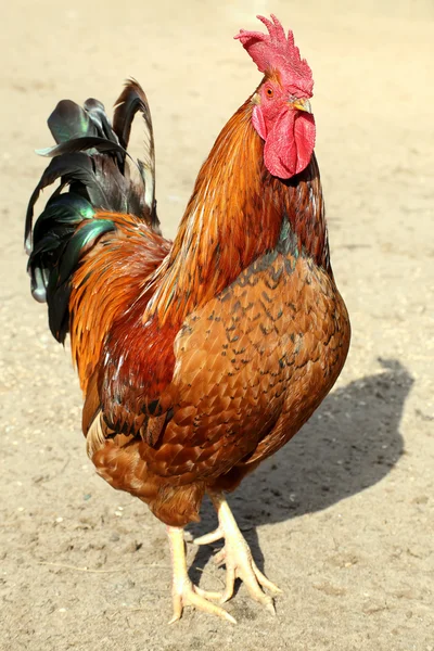 Hermosa granja de gallinas gallo colorido, tiro al aire libre.. aves de corral caseras. Aspecto rústico . — Foto de Stock