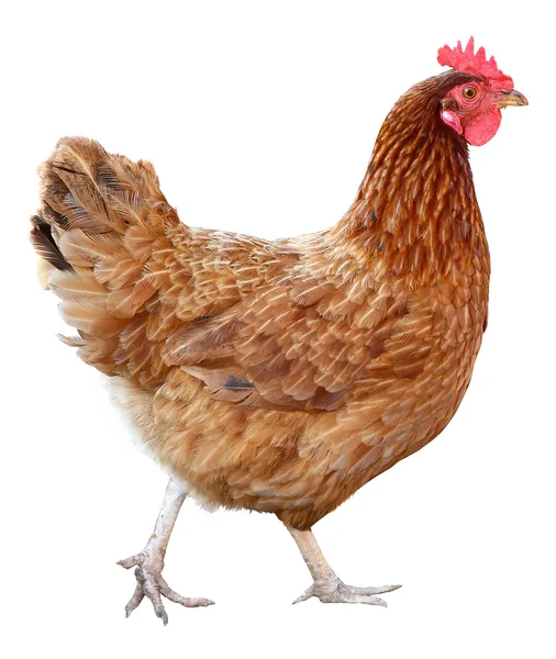 Gallina bruna isolata su sfondo bianco . — Foto Stock