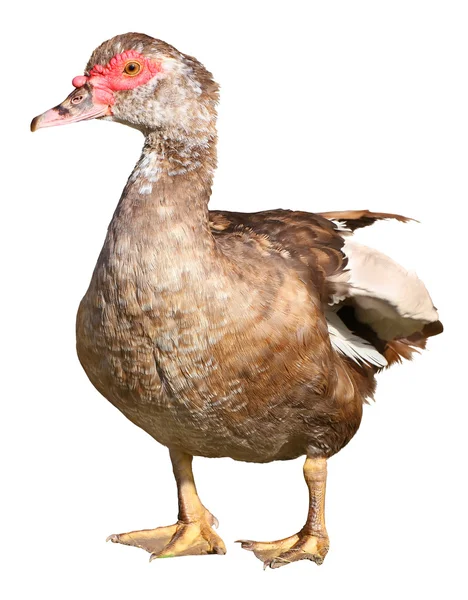 Muscovy Duck Cairina moschata isolated on white background with clipping path — Stock Photo, Image