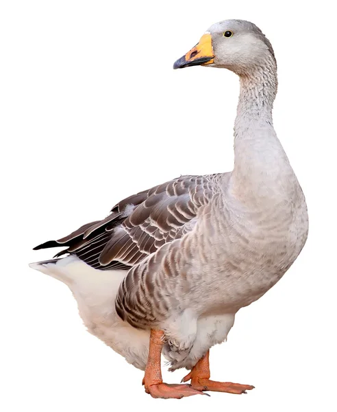 Domestic goose, Anser anser domesticus, isolated on white background — Stock Photo, Image