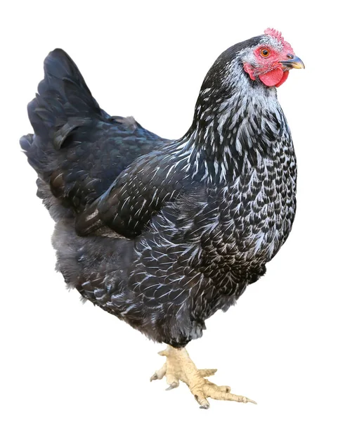 Black chicken hen poultry isolated on white background. — Stock Photo, Image