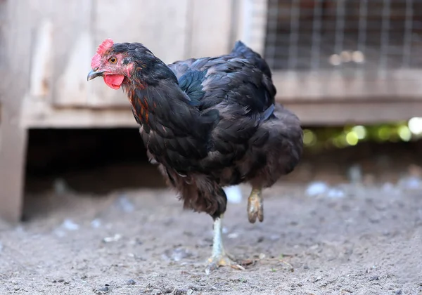 Galinha preta marrom Frango na fazenda, atirando ao ar livre. Tema rústico. — Fotografia de Stock