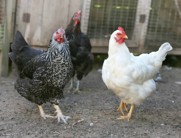 Καφέ μαύρη κότα Κοτόπουλο στη φάρμα, γυρίσματα σε εξωτερικούς χώρους. Ρουστίκ θέμα. — Φωτογραφία Αρχείου