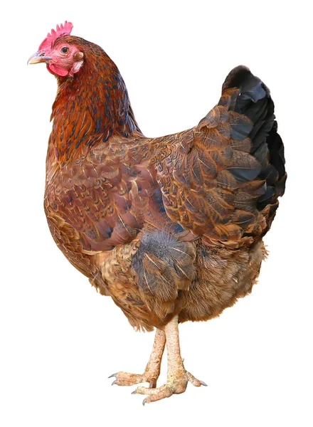 Gallina nera marrone Pollo in fattoria, sparando all'aperto. Tema rustico. — Foto Stock