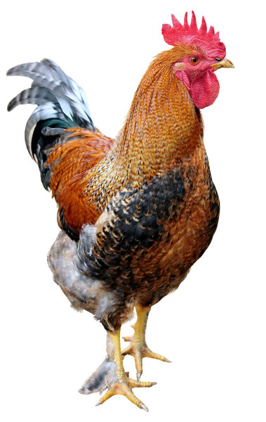 Rooster isolated on white background
