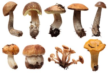 Vahşi Akdeniz mantar seçimi izole. Boletus mantarı mantar beyaz arka plan üzerinde
