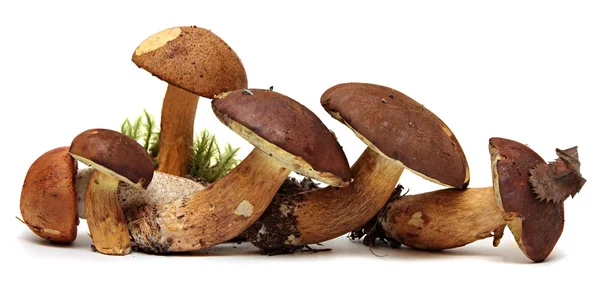 野生蘑菇觅食选择孤立在白色的背景下，美味牛肝菌蘑菇 — 图库照片