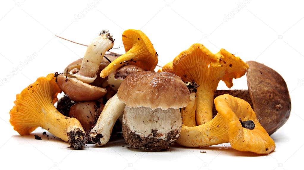 Wild Foraged Mushroom selection isolated on white background,  Boletus Edulis mushrooms
