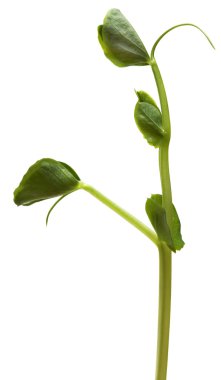 Beyaz arka plan üzerinde izole taze yeşil Filiz bezelye.