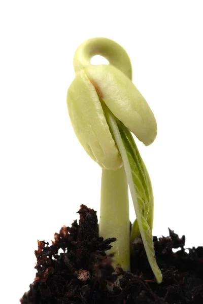 Groene jonge plant geïsoleerd op een witte achtergrond. macro. — Stockfoto