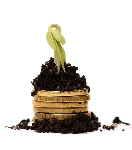 Golden coins in soil with young plant. Money growth concept. — Stock Photo, Image