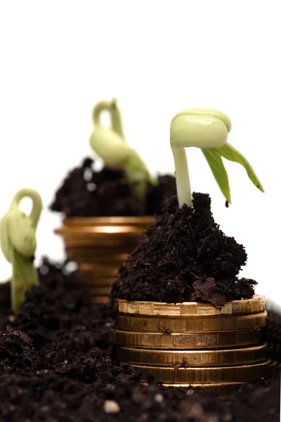 Golden coins in soil with young plant. Money growth concept. — Stock Photo, Image