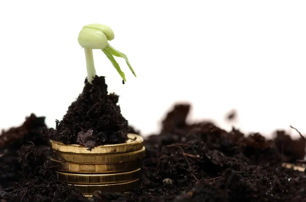 Golden coins in soil with young plant. Money growth concept. — Stock Photo, Image