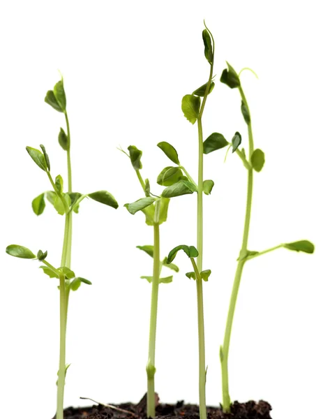 Verse groene Sprout erwten geïsoleerd op witte achtergrond. — Stockfoto
