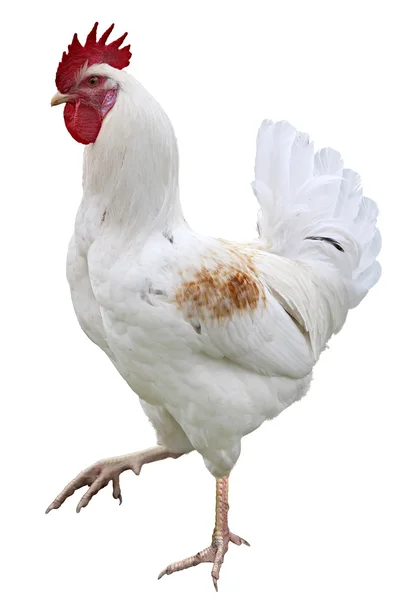 Gallo Pollo aislado sobre fondo blanco —  Fotos de Stock