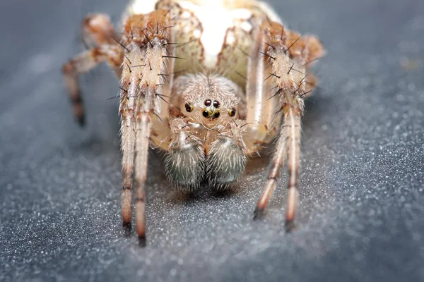 Spider. Close up. — Stock Photo, Image