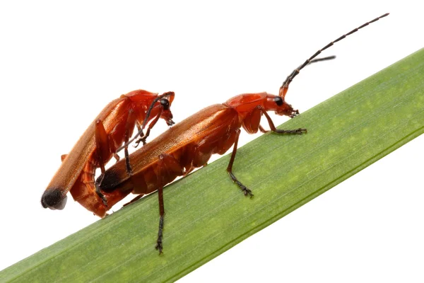 Two beetle mating . Striped Love Beetle — Stock Photo, Image