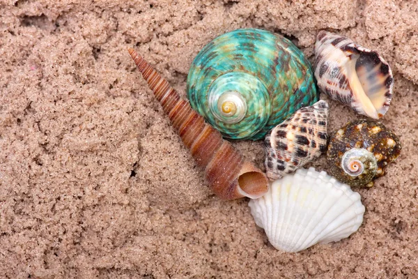 Havsskal på sand. Sommar strand bakgrund. Ovanifrån — Stockfoto