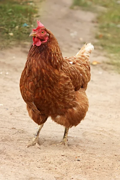 Brown hen. — Stock Photo, Image
