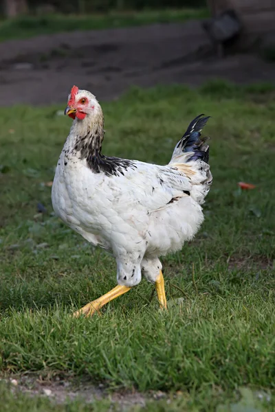 Brown hen. — Stock Photo, Image