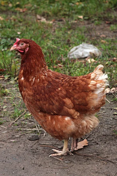 Gallina bruna . — Foto Stock