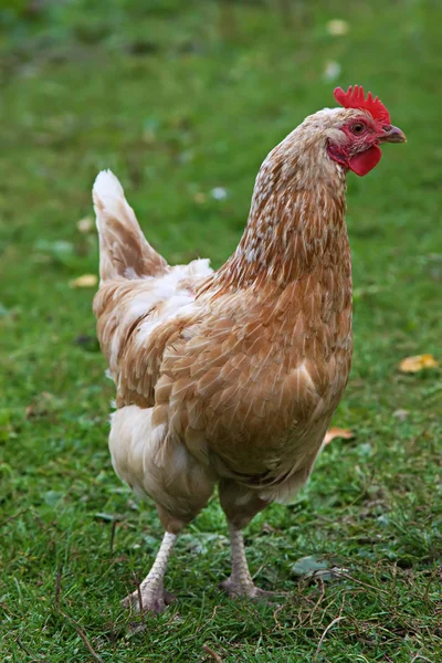 茶色の鶏. — ストック写真
