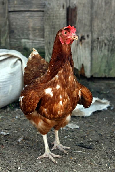茶色の鶏. — ストック写真