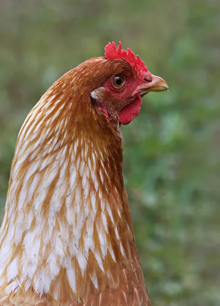 Brown hen. Stock Image