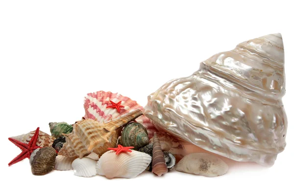 Seashell isolerad på vit bakgrund. — Stockfoto