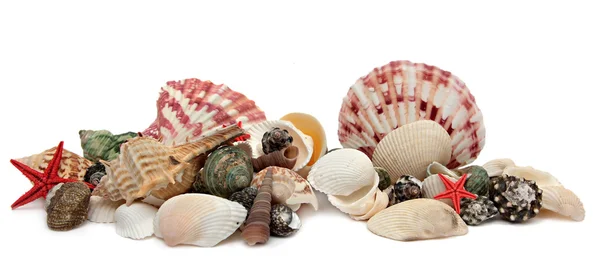 Seashell isolerad på vit bakgrund. — Stockfoto