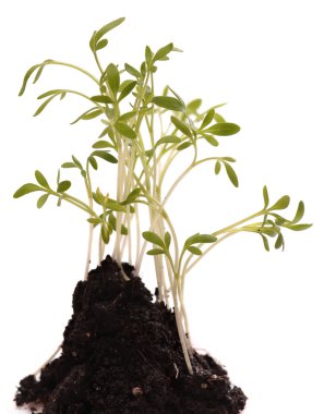 Yeşil taze izole beyaz arka plan bitki. Makro. Taze yeşil Sprout