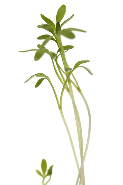 Green young plant isolated white background. macro. Fresh Green Sprout — Stock Photo, Image